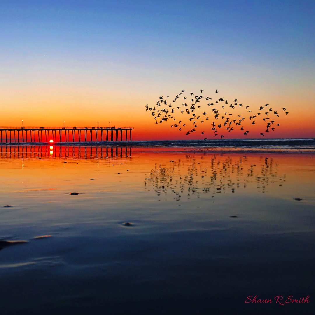 Ventnor Pier Sunrise With Flying Pipers - Shaun R Smith